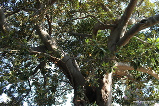 Ficus Timeo